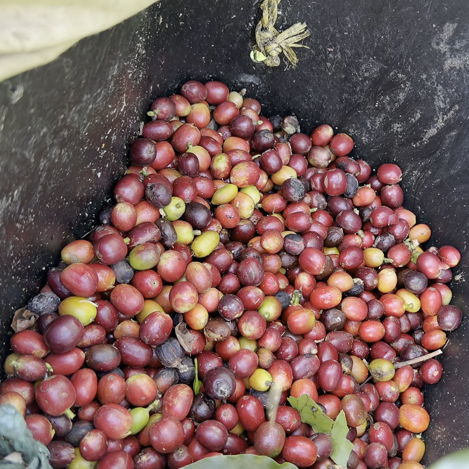 Harvested coffee beans in a black bin with greenery in the background