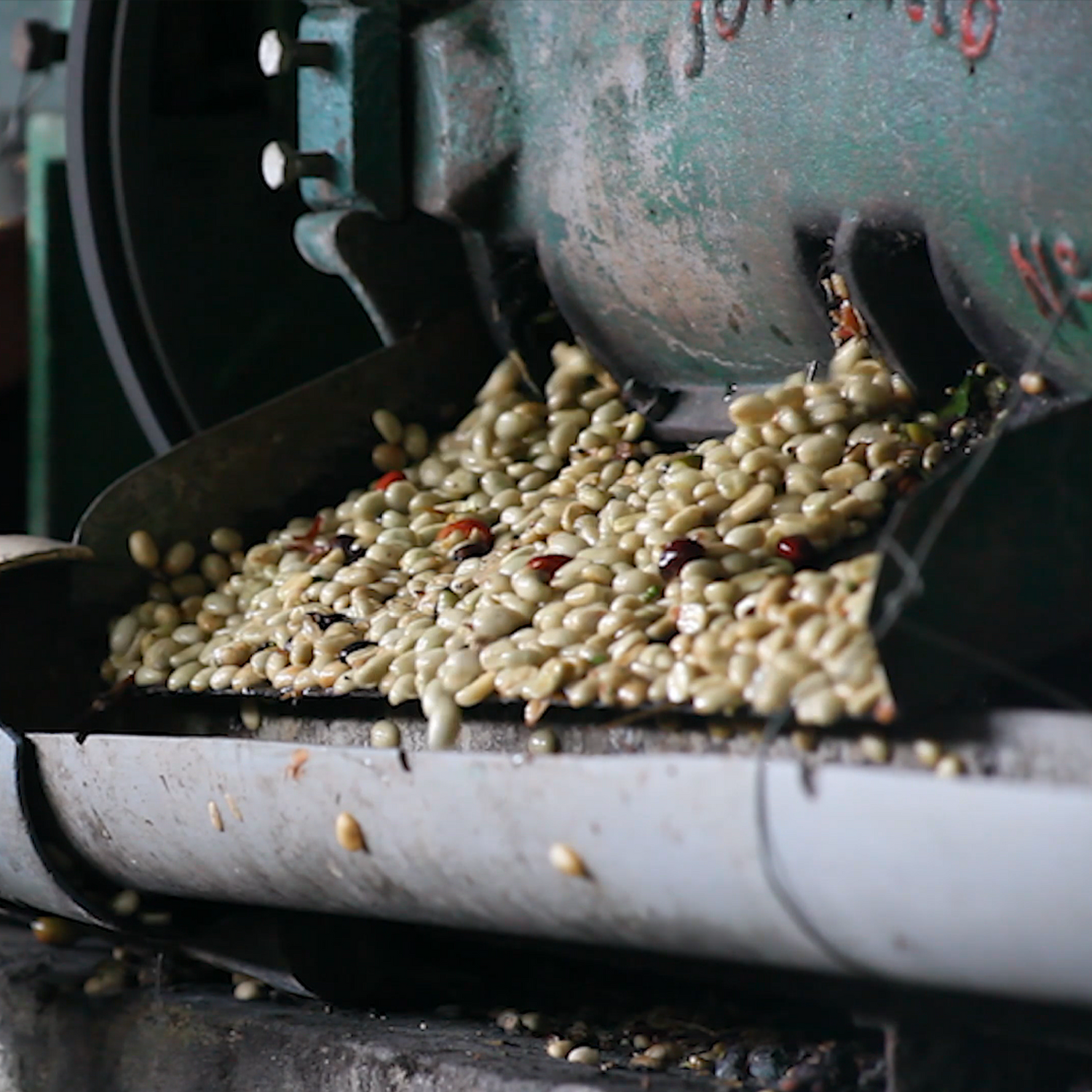 Coffee beans being processed in a machine